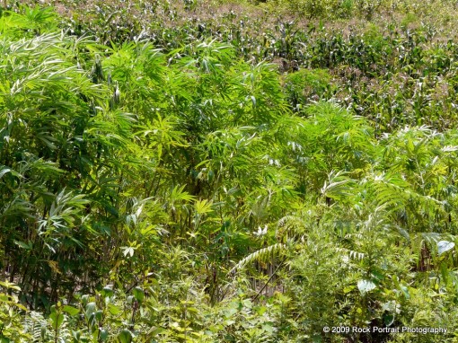 Marijuana crop, better known as help over here.